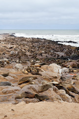 sea lions in Cape Cross, Namibia, wildlife