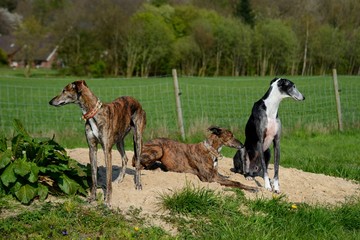 drei Windhunde in einem Auslauf