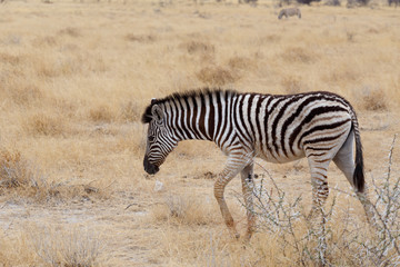 Fototapeta na wymiar Zebra in african savanna