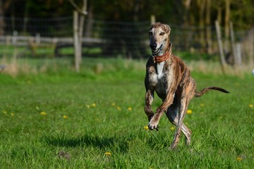 Galgo lacht beim laufen