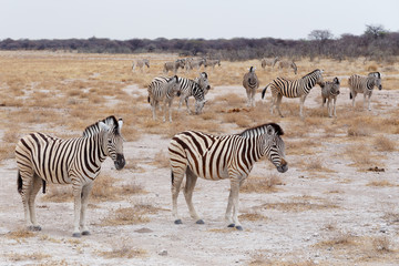 Obraz na płótnie Canvas Zebra in african savanna