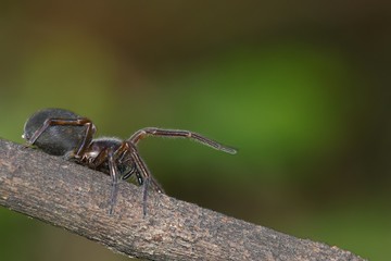 Brown spider crawling on a tree branch against a blurred green background