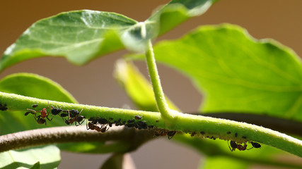 Ants feeding on crawling plant fleas
