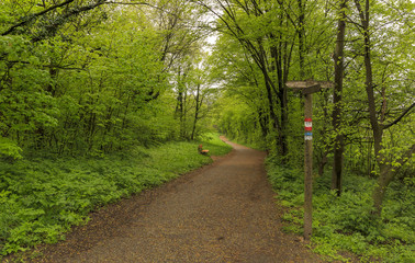 The path to the castle of Liechtenstein in Vienna.Vienna woods