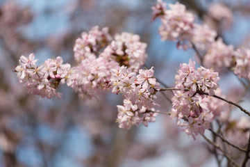 big blossoming Oriental cherry sakura tree