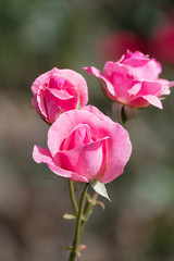 Bush blooming pink roses on a background of green foliage