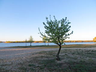 Fototapeta na wymiar Tree in blossom on spring