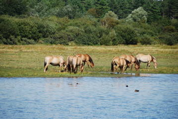 Fototapeta na wymiar Troupeau de chevaux Henson, Marquenterre, France
