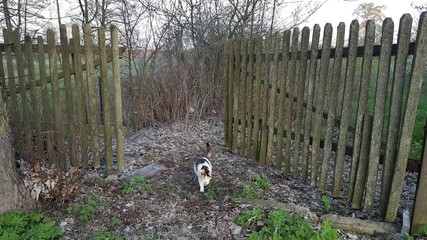 Wiejski kot © michalsen