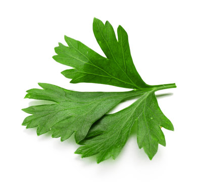 Fresh parsley isolated on white