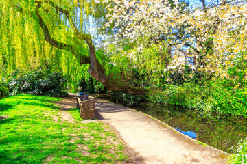 Willow Tree and Cherry Blossom at New River Walk, London