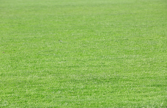 Green grass on football sport field,