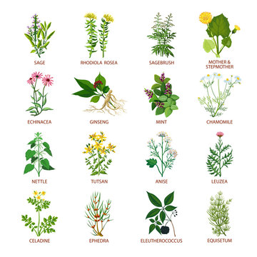 Medicinal Herbs Icons Flat