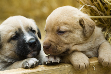 Cute labrador puppys
