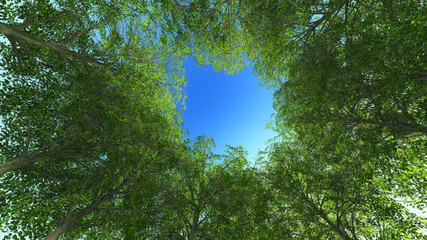 Nature green wood. Trunk and coma.
