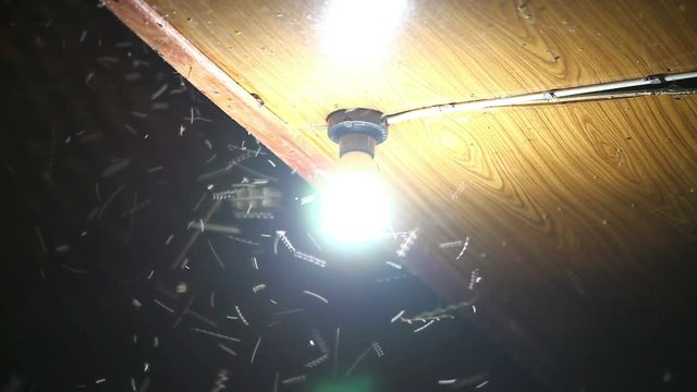 Moths termites and insects playing, flying around light at night. Wooden ceiling background. with lens flare