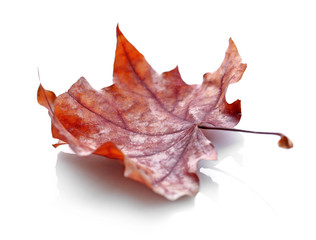 Naklejka premium Golden autumn leaf isolated on white background