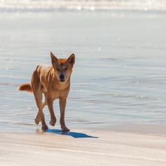 dingo