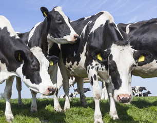 black and white cows in sunny dutch green meadow under blue sky