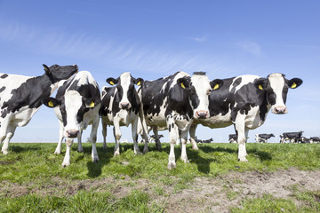 black and white cows in sunny dutch green meadow in the netherla