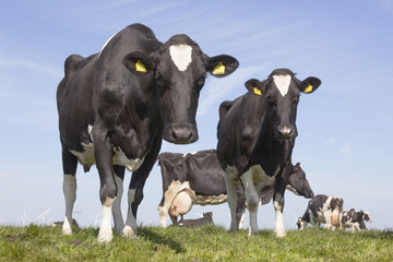 black and white cows in sunny dutch green meadow in the netherla