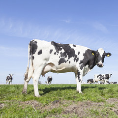 square picture of black and white cows in sunny dutch green mead