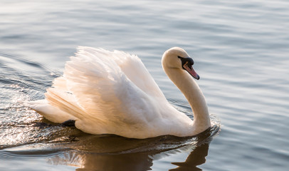 Shot of a swan on the outer alster in Hamburg