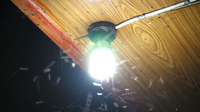 Moths termites and insects playing, flying around light at night. Wooden ceiling background
