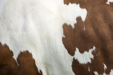 cowhide on side of red and white cow