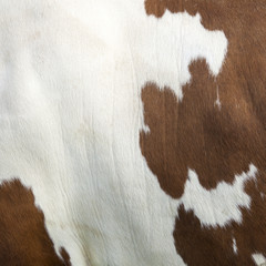 square part of cowhide on side of red and white cow