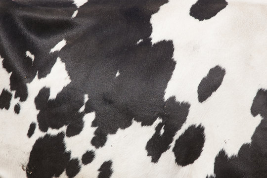 hide on side of black and white cow