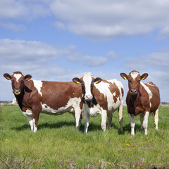 Fototapeta na wymiar three red and white cows in dutch meadow under blue sky with clo