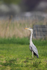 Graureiher (Ardea cinerea)