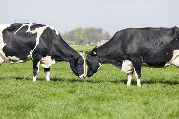 two black and white cows fight in dutch meadow on first day in t