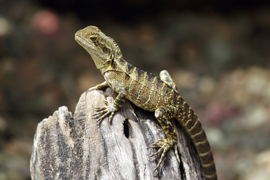 Australische Wasseragame (Physignathus lesueurii)