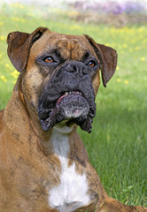 Head of German Boxer sitting in grass, 