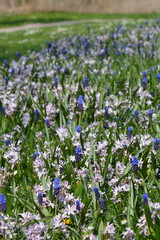 Obraz premium Blumenbeet im Park
