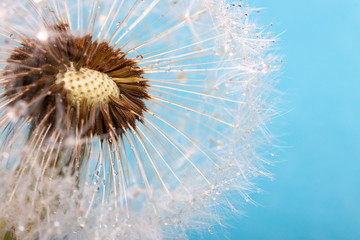 Fototapeta premium Dandelion on a blue background. Air flower close-up