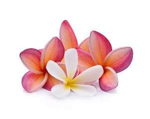Naklejka na ściany i meble frangipani flower isolated on white background