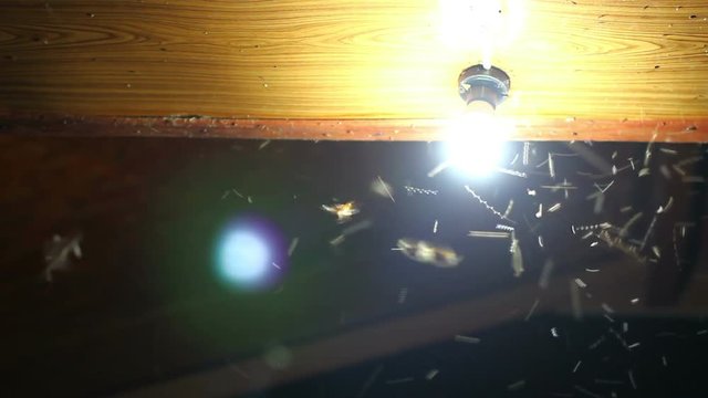 Moths termites and insects playing, flying around light at night with lens flare