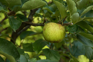 pommes