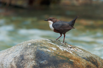 White-throated dipper standing on a stone