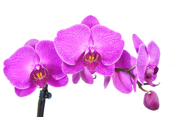 Colorful  purple orchids with white background.(vintage,soft focus and lens blur)