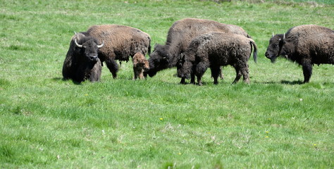 Plakat buffalo family, newborn buffalo calf with it´s family