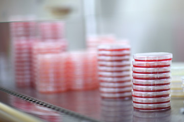 Details of microbiology laboratory; Petri dishes for bacteria growing