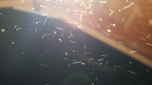 Moths termites and insects flying in the night