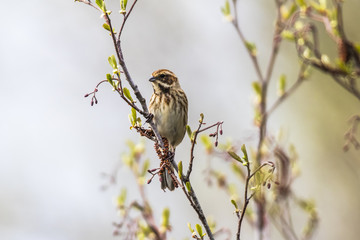 Rohrammer (Emberiza schoeniclus)