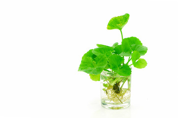 Indian pennywort, brain tonic herbal plant.