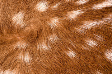 texture of fur