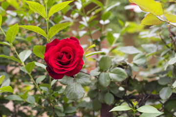 Red rose in the bushes
